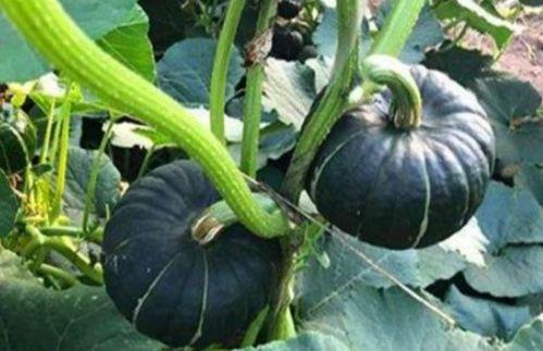 免费网红吃瓜神器现场,现场体验，畅享免费美食盛宴